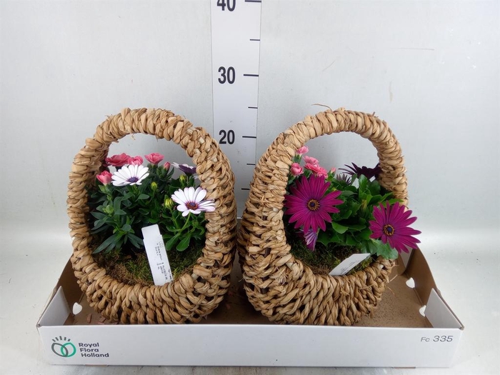 <h4>Arr. Tuinplanten L%</h4>