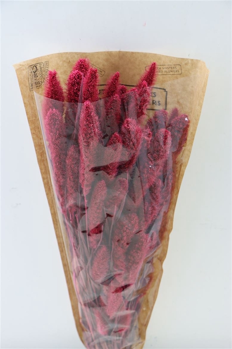 Dried Setaria Frosted Cerise Bunch