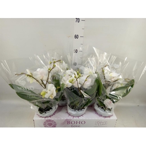 Phalaenopsis   ...white