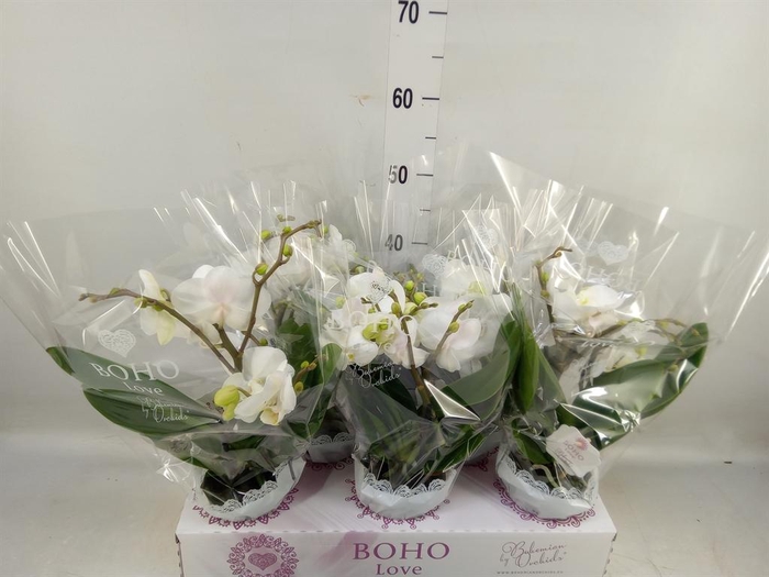 <h4>Phalaenopsis   ...white</h4>