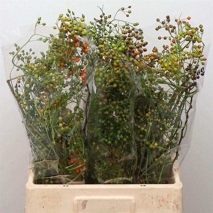 <h4>Rosa Corallo Green Orange Steletti</h4>