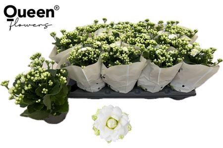 <h4>Kal Ge Rf Greta</h4>