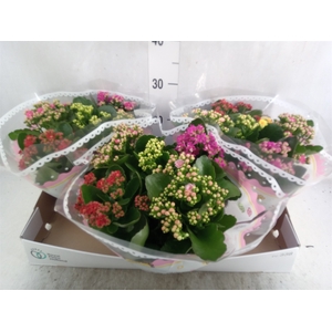 Kalanchoe blos.   ..rosebud mix/pot