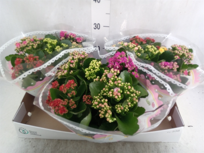 <h4>Kalanchoe blos.   ..rosebud mix/pot</h4>