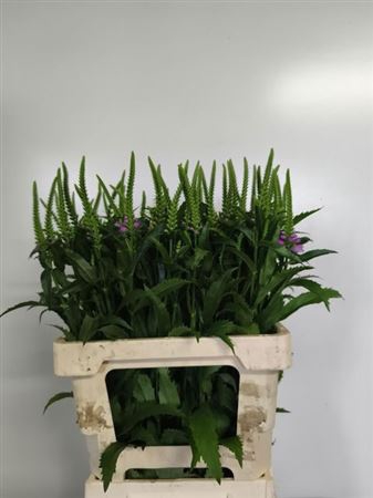 <h4>Physostegia Pink</h4>