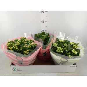 Kalanchoe blos.   ..rosebud mix  5