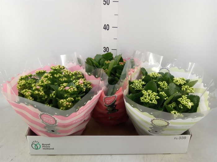 <h4>Kalanchoe blos.   ..rosebud mix  5</h4>