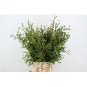 Conifeer Thuja Green Xl Per Bunch