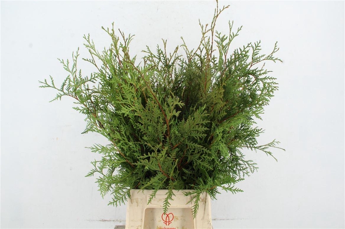 <h4>Conifeer Thuja Green Xl Per Bunch</h4>