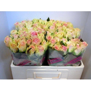 Rosa large top gear