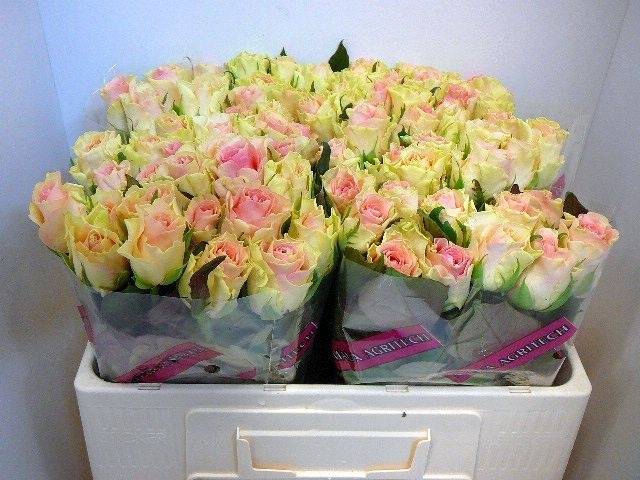 <h4>Rosa large top gear</h4>