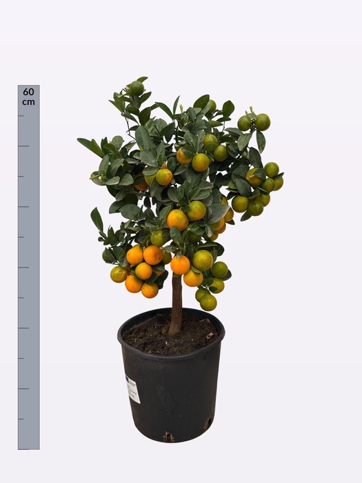 <h4>CITR MICROCARPA</h4>