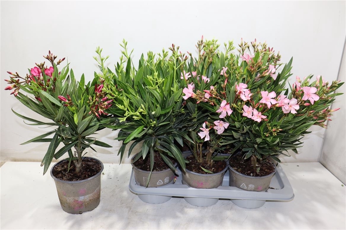 <h4>Nerium Oleander Ov</h4>