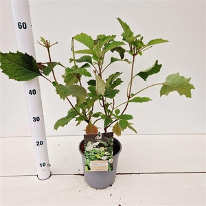 Hydrangea quercifolia