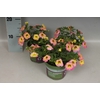 Calibrachoa Summer