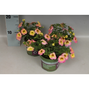 Calibrachoa Summer