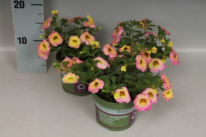 <h4>Calibrachoa Summer</h4>
