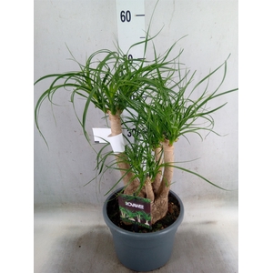 Beaucarnea recurvata