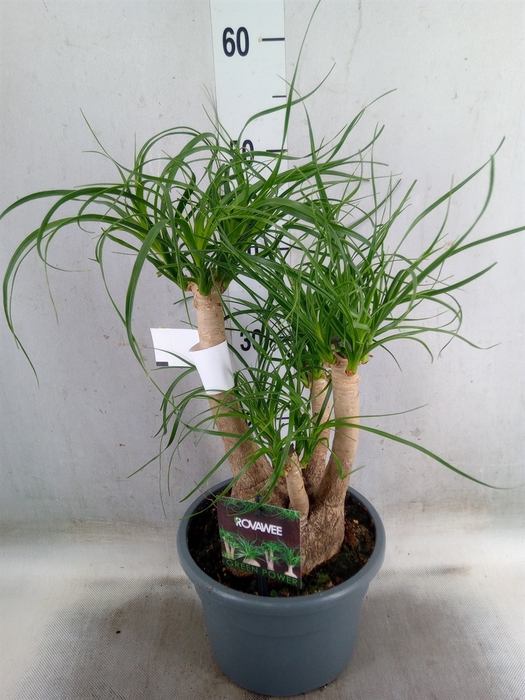 <h4>Beaucarnea recurvata</h4>