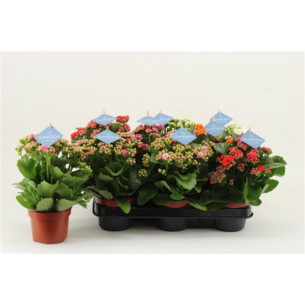 <h4>Kalanchoe Garden, Mix</h4>