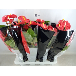 Anthurium andr. 'Madural'