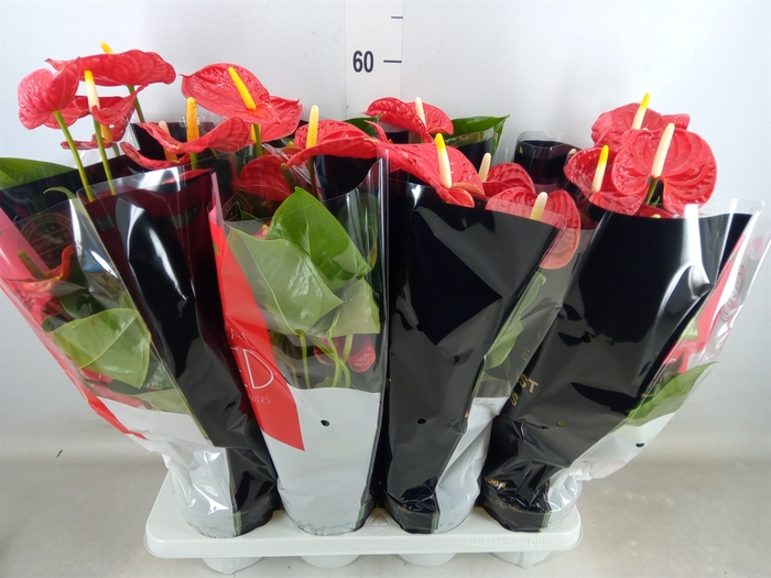 <h4>Anthurium andr. 'Madural'</h4>