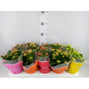 Kalanchoe blos.   ..rosebud mix  4