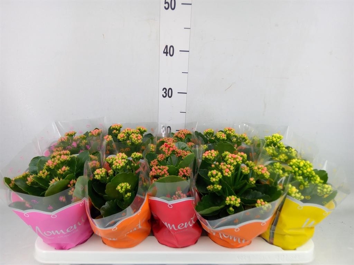 <h4>Kalanchoe blos. ..rosebud mix 4</h4>