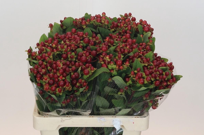 Hypericum Magical Seasons