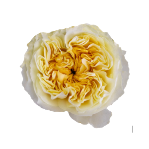 R Gr Antonia Gardens Cream 50cm EC