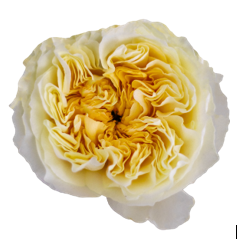 <h4>R Gr Antonia Gardens Cream 40cm EC</h4>