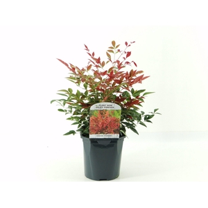 Nandina dom. Obsessed