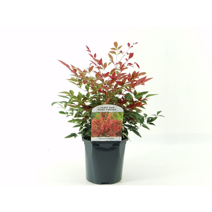 <h4>Nandina dom. Obsessed</h4>