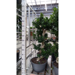 Ficus microcarpa 'Ginseng'
