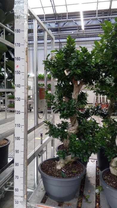 <h4>Ficus microcarpa 'Ginseng'</h4>