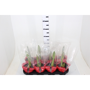 AMARYLLIS P14 VERMELHO MIN 2 HT