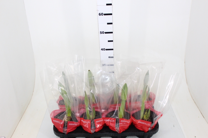 AMARYLLIS P14 VERMELHO MIN 2 HT