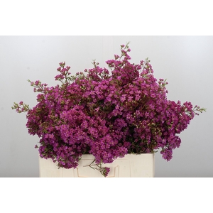 Chamelaucium Ariel