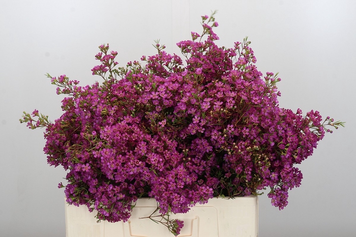 <h4>Chamelaucium Ariel</h4>