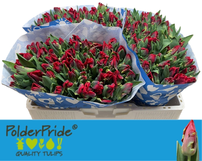 <h4>TU PA SEADOV PARROT</h4>