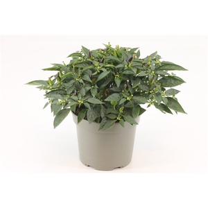 Capscium Annuum Torero Tricolori