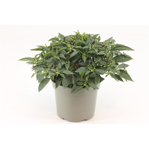 <h4>Capscium Annuum Torero Tricolori</h4>