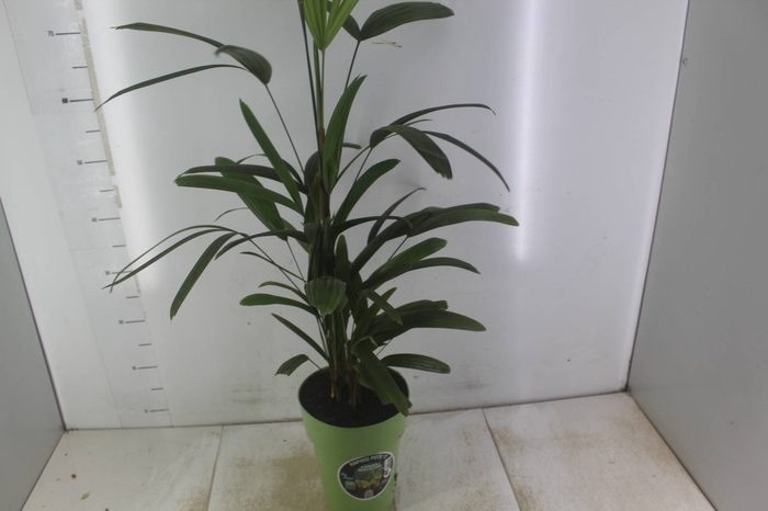 <h4>PALMEIRA RAPHIS P17</h4>