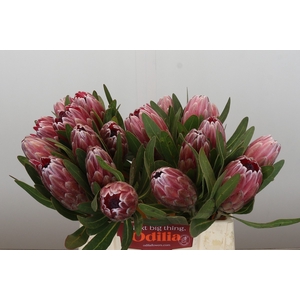 Protea Pink Ice