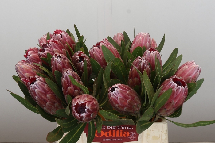 <h4>Protea Pink Ice</h4>