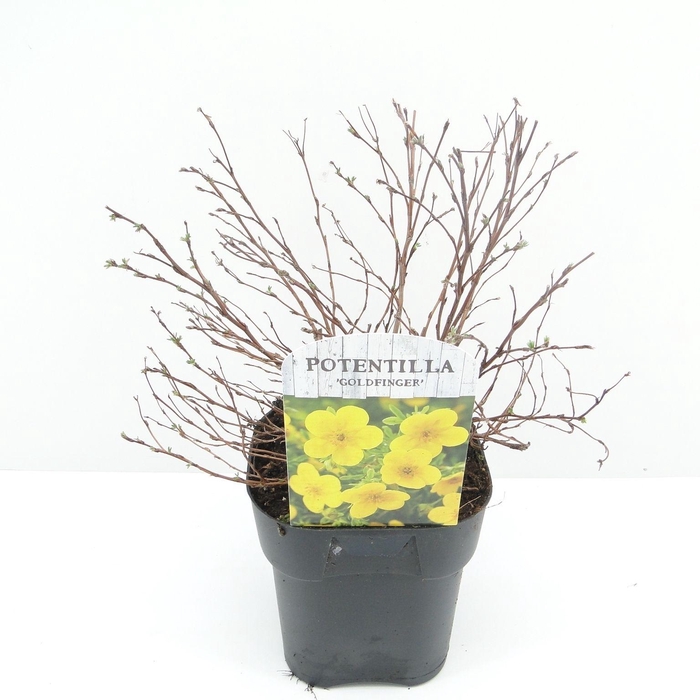 <h4>Potentilla frut. Goldfinger</h4>