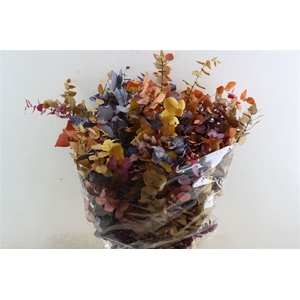 Pres Euca Stuartiana Mix Spring Bunch