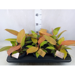 Philodendron  'Prince Of Orange'