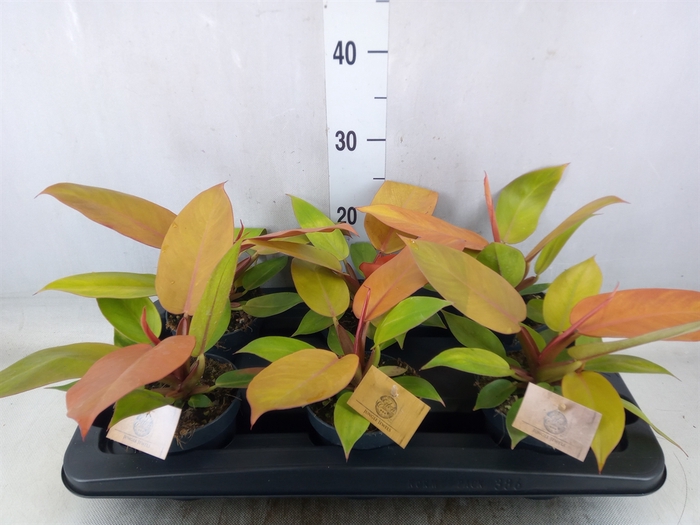 <h4>Philodendron  'Prince Of Orange'</h4>