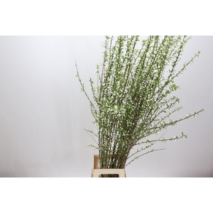 Prunus Glandulosa Alba Plena Branched